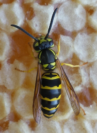 Eastern Yellowjacket